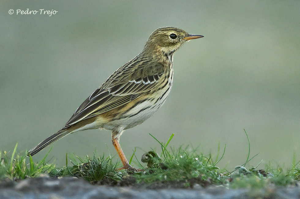 Bisbita común (Anthus pratensis)